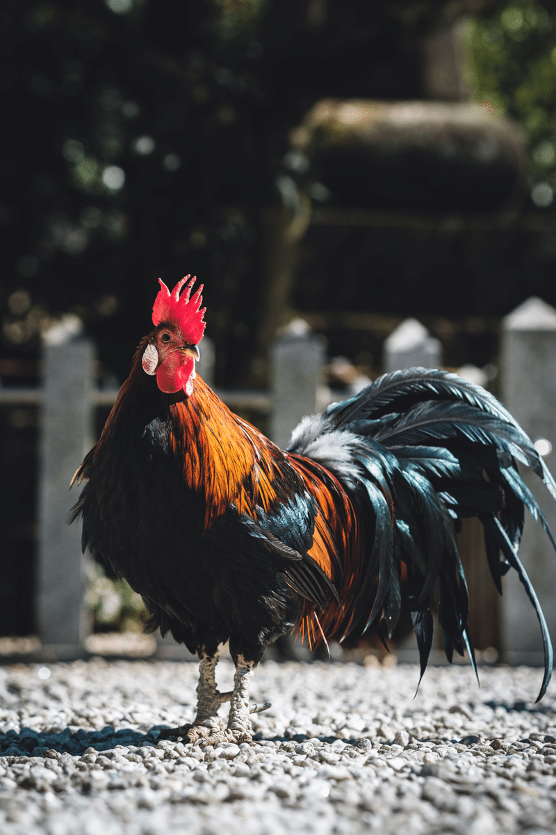 太陽を呼び戻す常世長鳴鳥 クロギタロウ Note 太陽を呼び戻す常世長鳴鳥 クロギタロウ Note