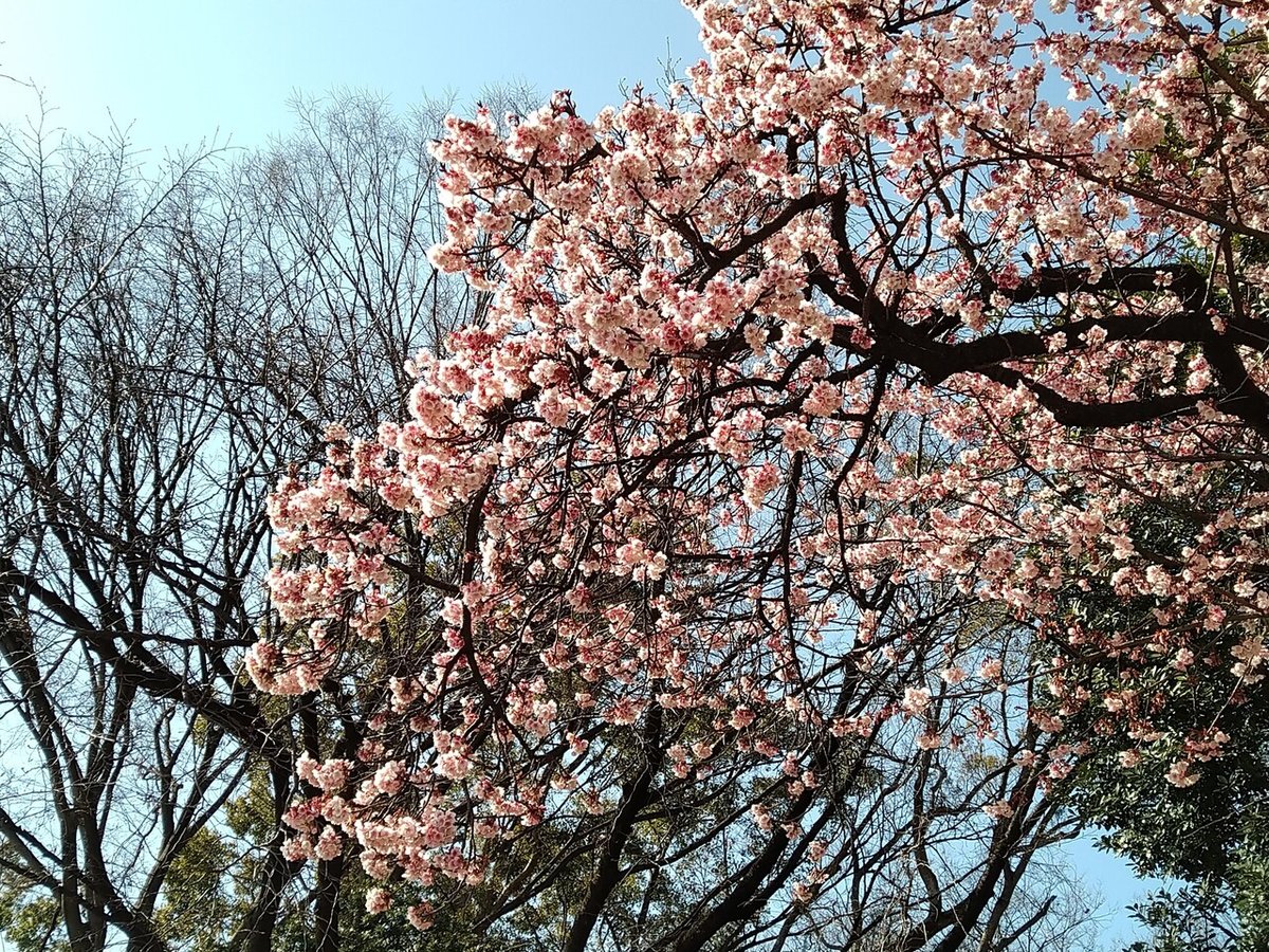 寒桜