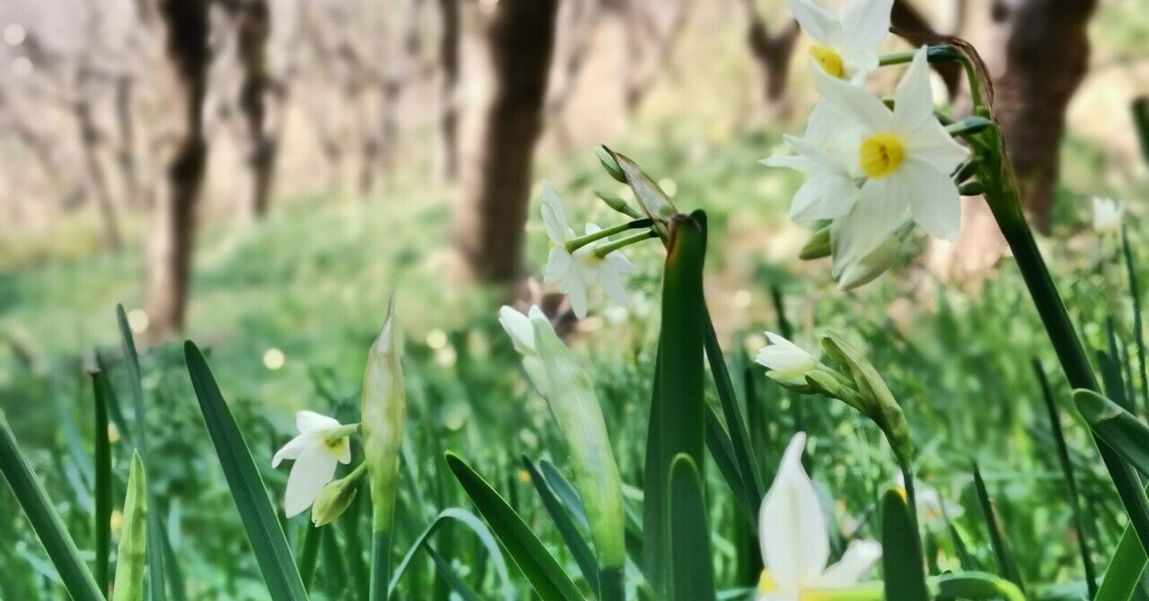 渡来人が集い 最盛期が古墳時代だった大阪 高尾山は 令和の世にヒルクライムの練習場になっている件 最後に脈絡なく急斜面が攻めてくるのだけ注意 文乃 歴史フリークときどきコーチ Note