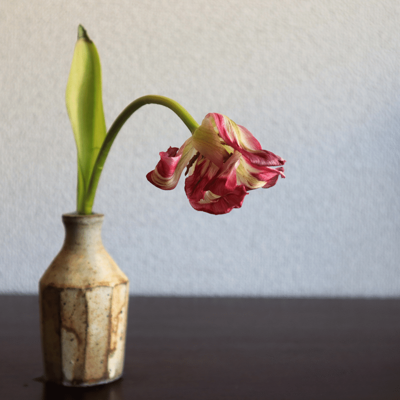 いろいろ 萎れた花 萎れた花 花言葉 Karencoxjp いろいろ 萎れた花 萎れた花 花言葉 Karencoxjp