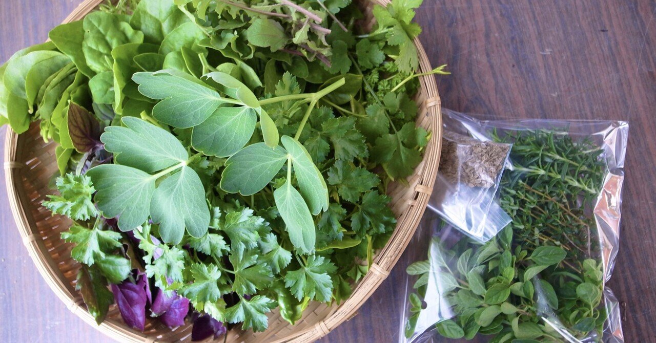 ハーブ 沖縄 ハママーチ・琉球よもぎ・健康・野菜・薬味・山野草・植物