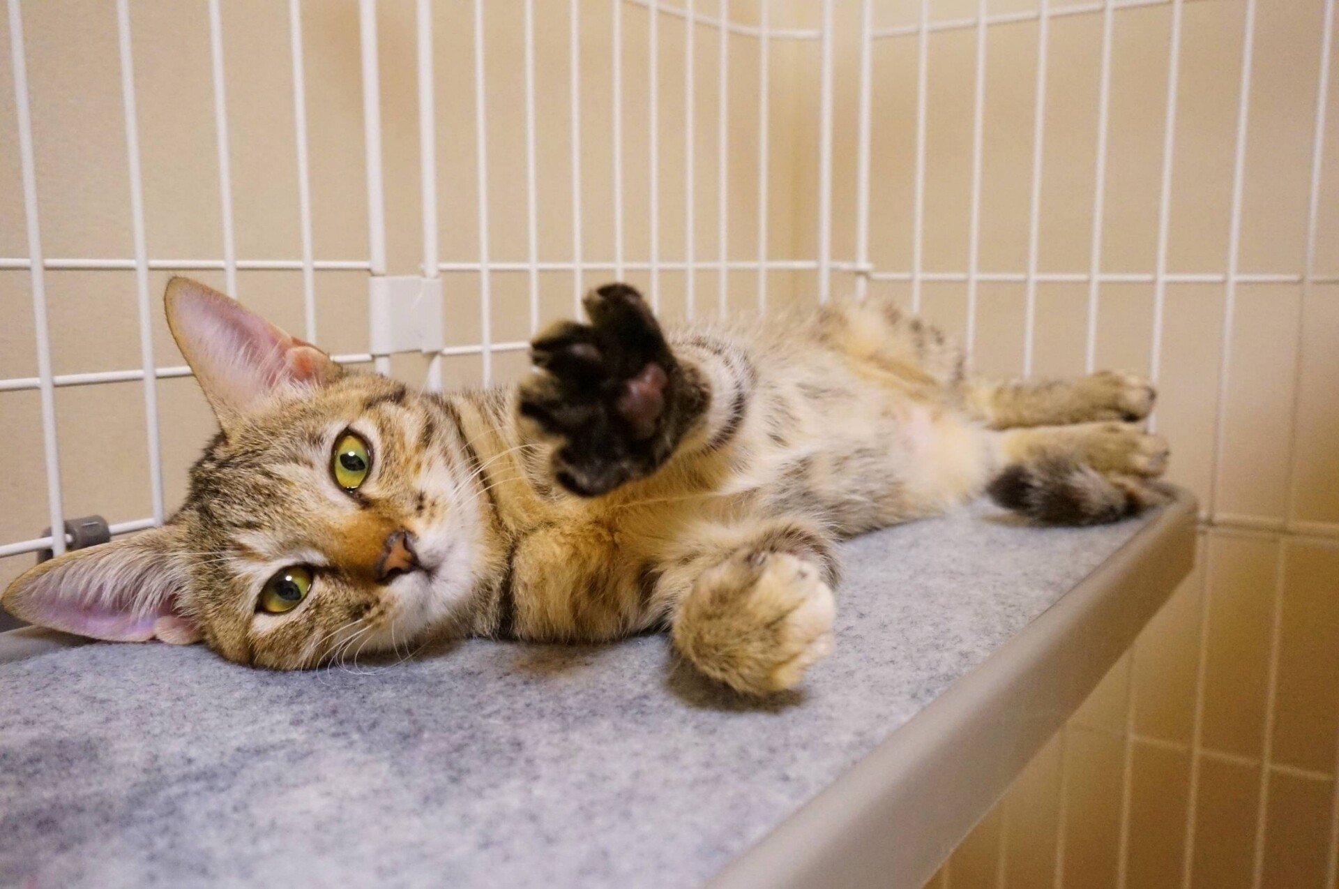 猫のうずは、天使になりました。(FIPドライタイプ)②｜さやか 