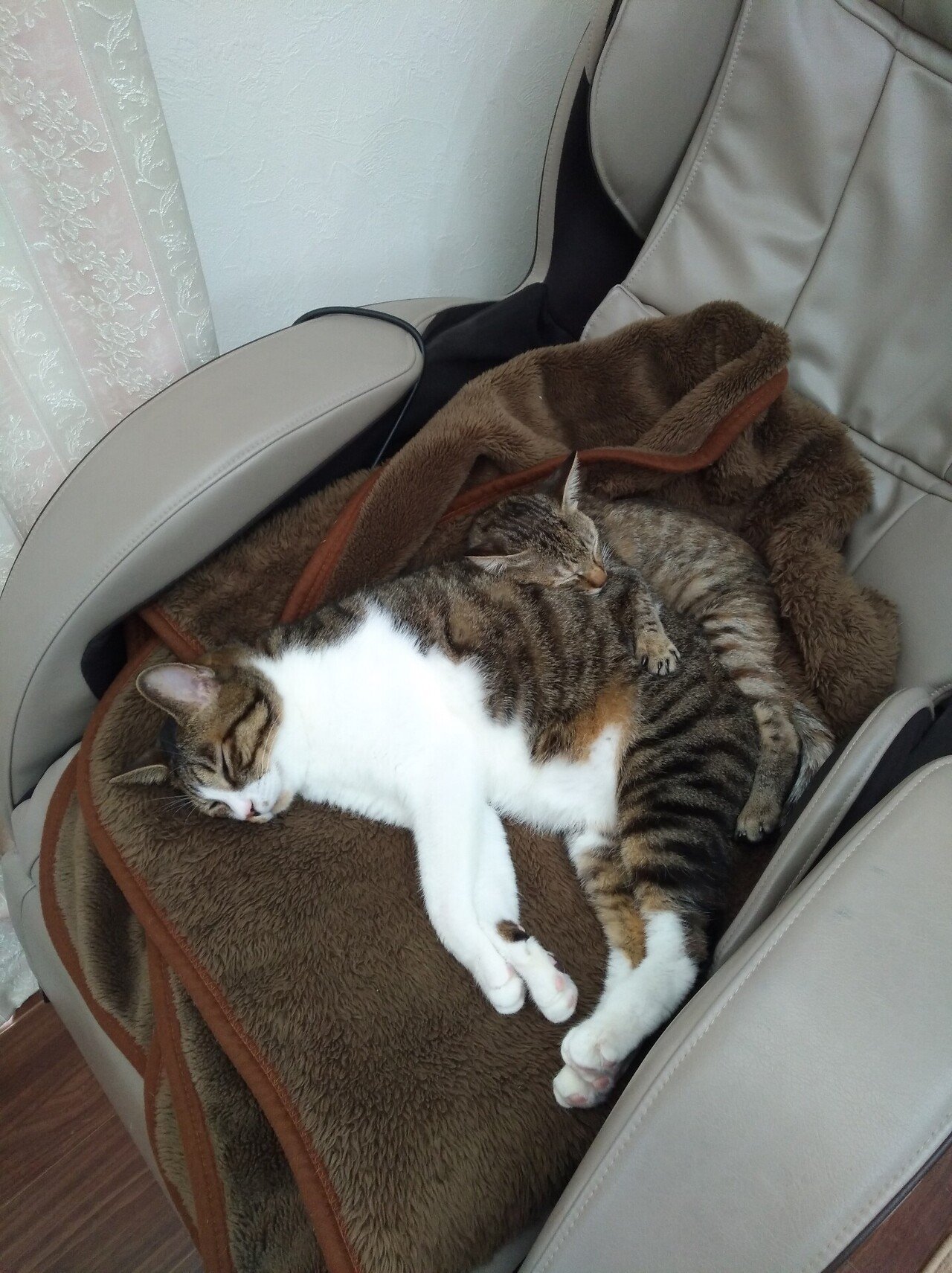 猫のうずは、天使になりました。(FIPドライタイプ)②｜さやか 