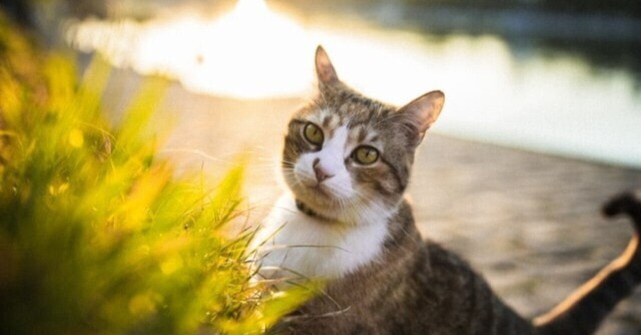 飼い主向け 猫にアボカドは危険 アボカド中毒の怖さとは 獣医師が解説 Vet1013 Note