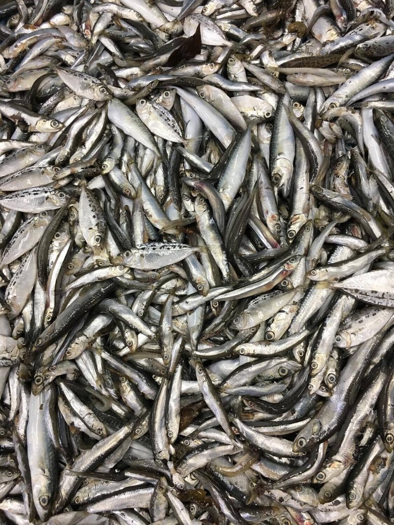 キッチン 三重の恵み 田中佑樹 リレーコラム 伊勢志摩冷凍訪問を終えて Kitchen 三重の恵み Note
