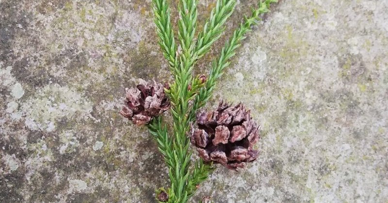 花粉と仲良し の新着タグ記事一覧 Note つくる つながる とどける