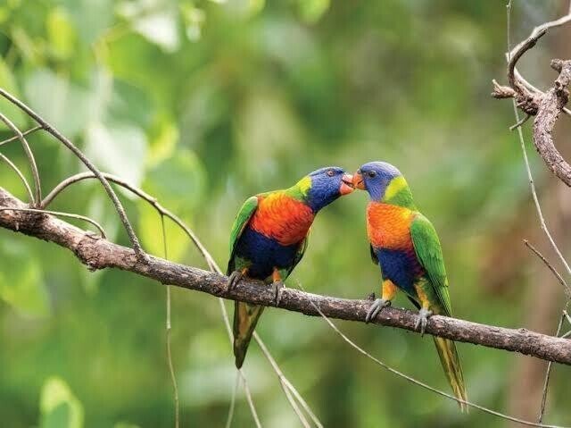 第1478回 オーストラリア独特の鳥｜翆野 大地