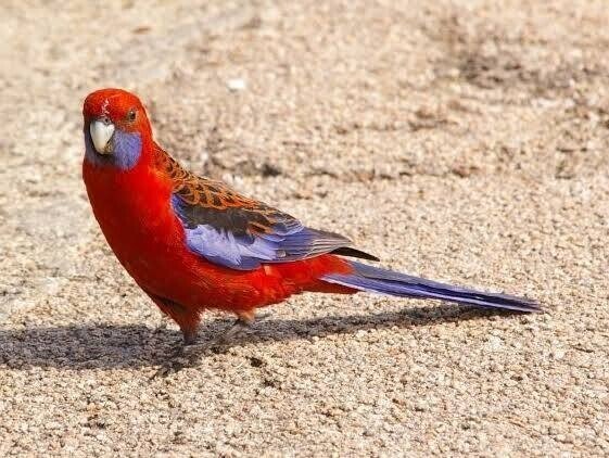 第1478回 オーストラリア独特の鳥｜翆野 大地