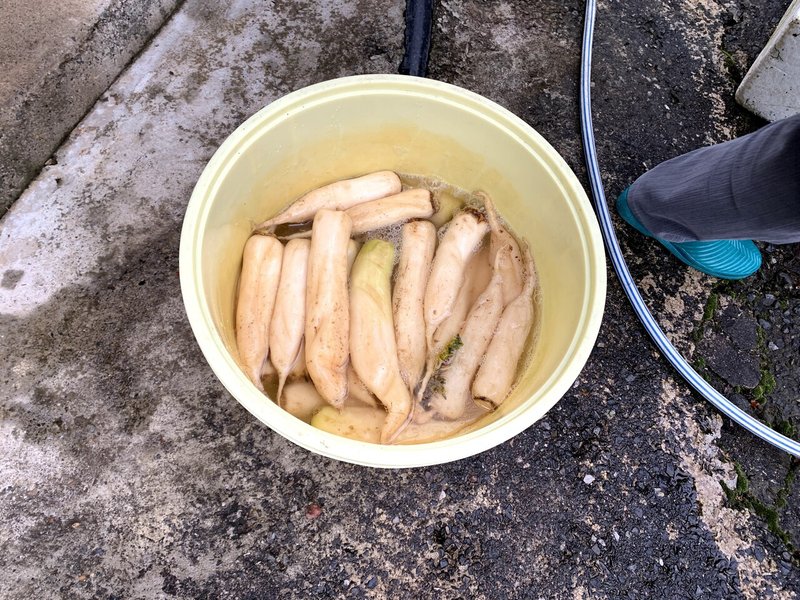 限界集落 能郷地区紀子さんの大根漬け 食と食をデザインするヒト Coneru 代表 Note