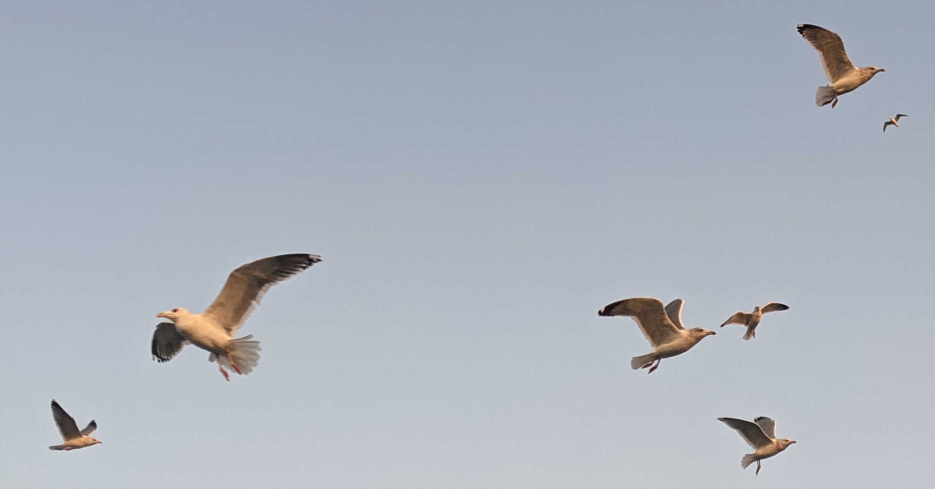 はじめての漁はうるさくて 静かだった はちこ Note