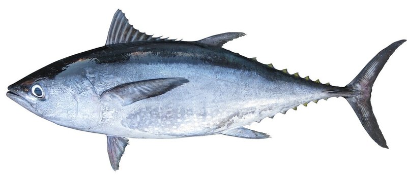 マグロ漁獲世界一 インドネシア産マグロをもっと知ろう Kenhappy Note
