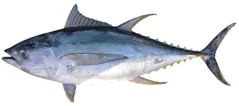 マグロ漁獲世界一 インドネシア産マグロをもっと知ろう Kenhappy Note