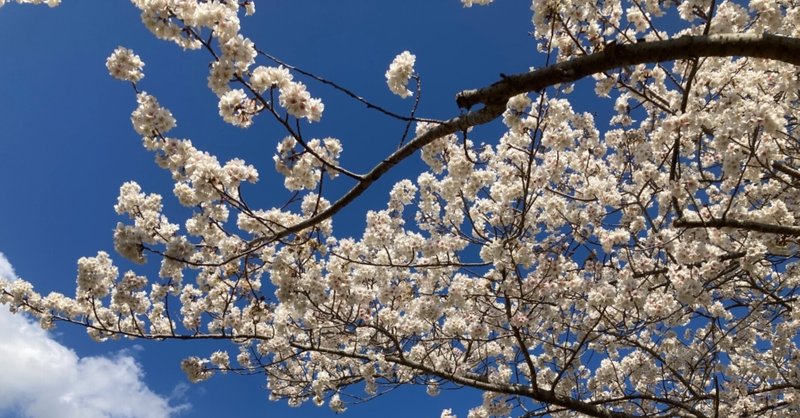 2月21日　桜の花の満開の下