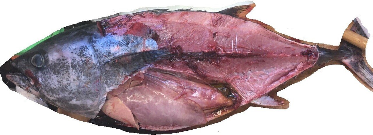 閲覧注意 まぐろを解体しました すずきまこと Note 閲覧注意 まぐろを解体しました すずきまこと Note