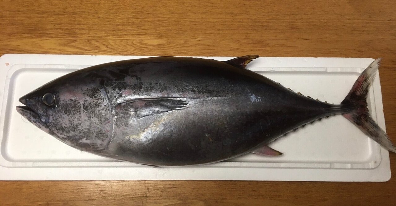 コンプリート 鯛 寄生虫 黒い 鯛 寄生虫 黒い Nyosspix84xb コンプリート 鯛 寄生虫 黒い 鯛 寄生虫 黒い Nyosspix84xb