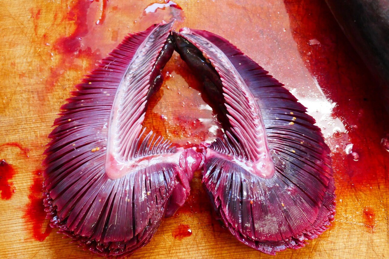 閲覧注意 まぐろを解体しました すずきまこと Note 閲覧注意 まぐろを解体しました すずきまこと Note