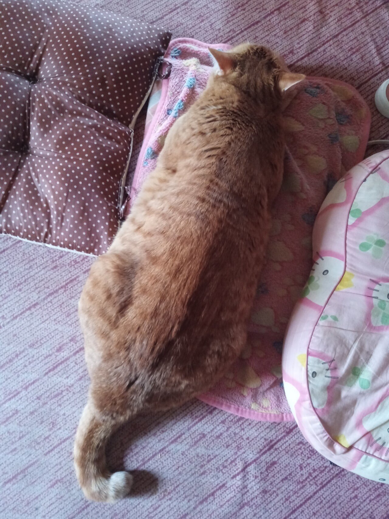 幸せのカギしっぽ 長崎より Ai Note 幸せのカギしっぽ 長崎より Ai Note