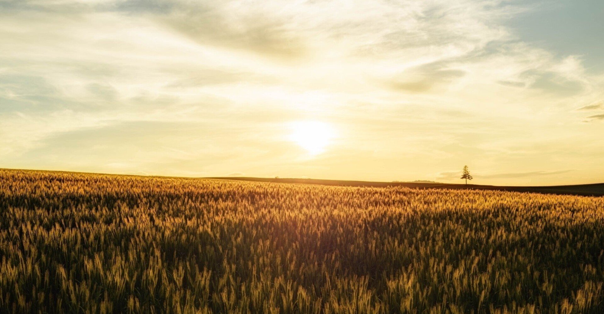 Sting Fields Of Gold 対訳読解 葛谷慎平 自作小説 洋楽対訳 Note