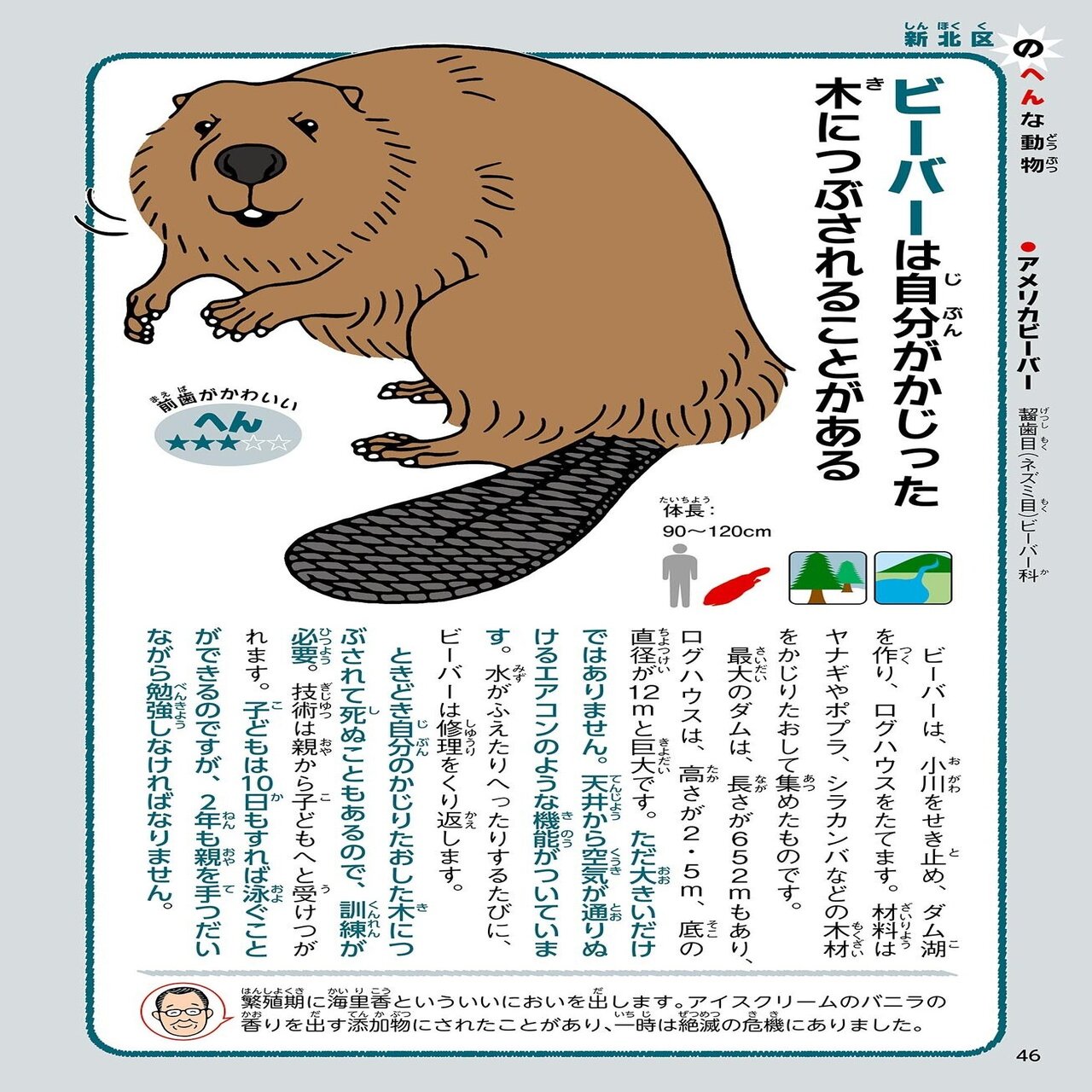 ビーバーは自分がかじった木につぶされることがある 2 なぜか生きのこったへんな動物 幻冬舎 電子書籍 Note