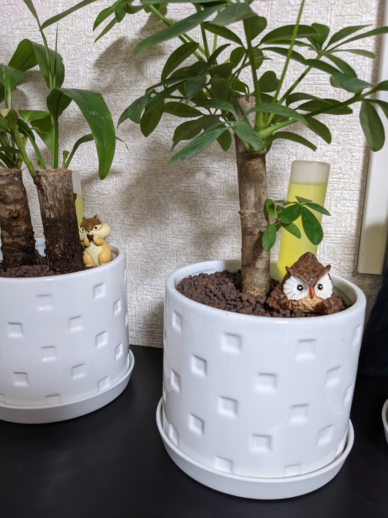 100円ショップで購入した観葉植物が すくすくと育ち始めたので 二周り程大きい鉢に植え替えてみました このままどこまで成長するのか楽しみですが いつか玄関やリビングに置くくらいになることを期待してい Noriyuki Aoki Ph D Note 100円ショップで購入した観葉植物が すくすくと育ち始めたので 二周り程大きい鉢に植え替えてみました このままどこまで成長するのか楽しみですが いつか玄関やリビングに置くくらいになることを期待してい Noriyuki Aoki Ph D Note