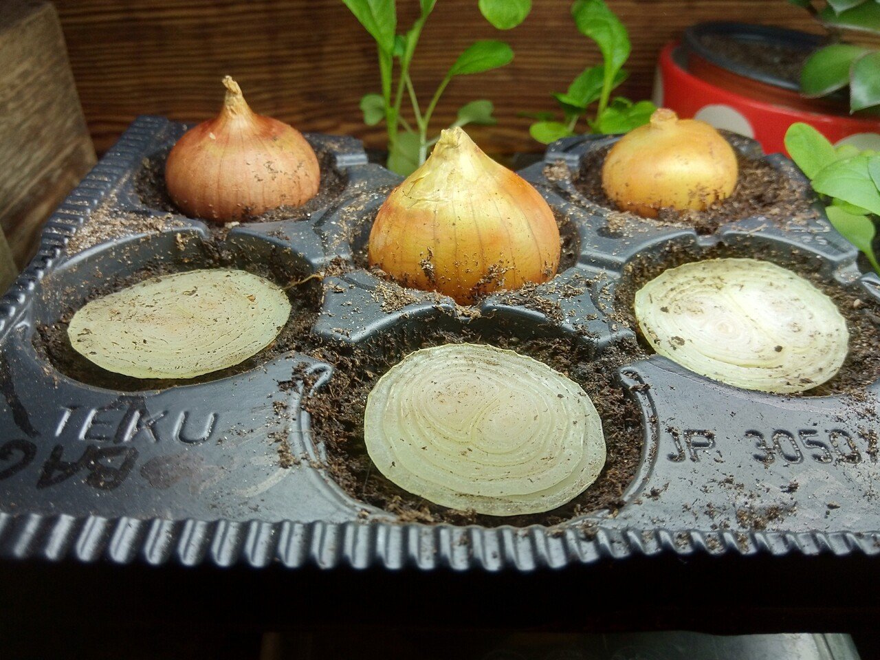 33 リボベジに挑戦 玉ねぎ編 たろう エストニア暮らし Note 33 リボベジに挑戦 玉ねぎ編 たろう エストニア暮らし Note