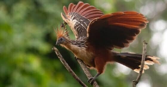 第1480回 世界のユニークな鳥 ⑵｜翆野 大地