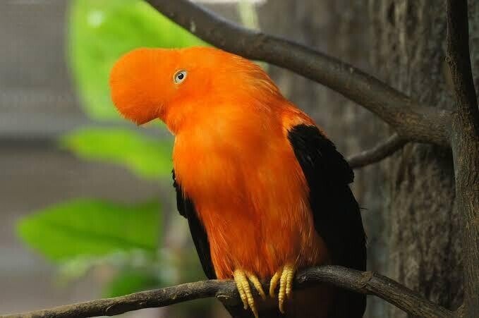 第1480回 世界のユニークな鳥 ⑵｜翆野 大地