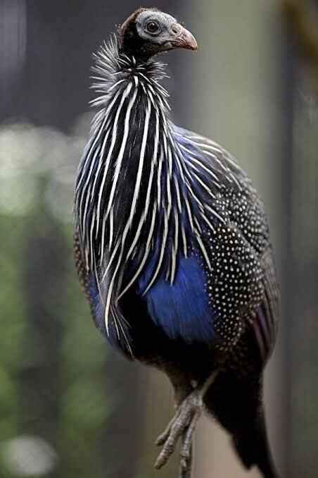 君鳥 第1480回 世界のユニークな鳥 ⑵｜翆野 大地