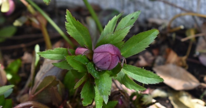 クリスマス ローズの花芽 の新着タグ記事一覧 Note つくる つながる とどける クリスマス ローズの花芽 の新着タグ記事一覧 Note つくる つながる とどける