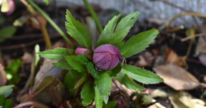 クリスマス ローズの花芽 の新着タグ記事一覧 Note つくる つながる とどける