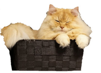 モフ猫kedama Note