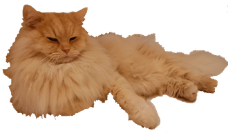 猫はヒーターの前であられもない姿に モフ猫kedama Note 猫はヒーターの前であられもない姿に モフ猫kedama Note