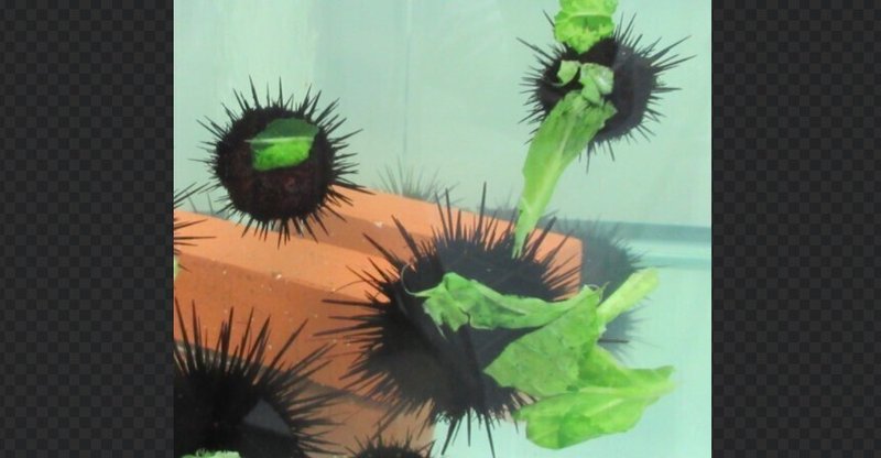 ニュースと日記 限界産業からキャベツウニ産業へ 小豆畑まお Note