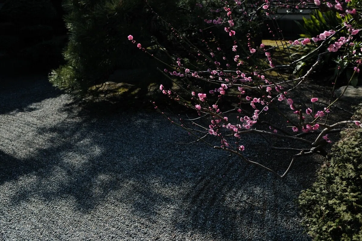 画像27