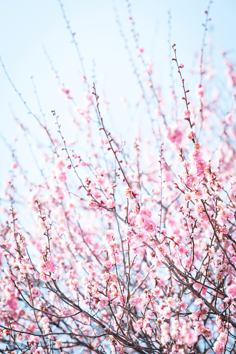 Xf90mm Vs ウメジロー クロギタロウ Note
