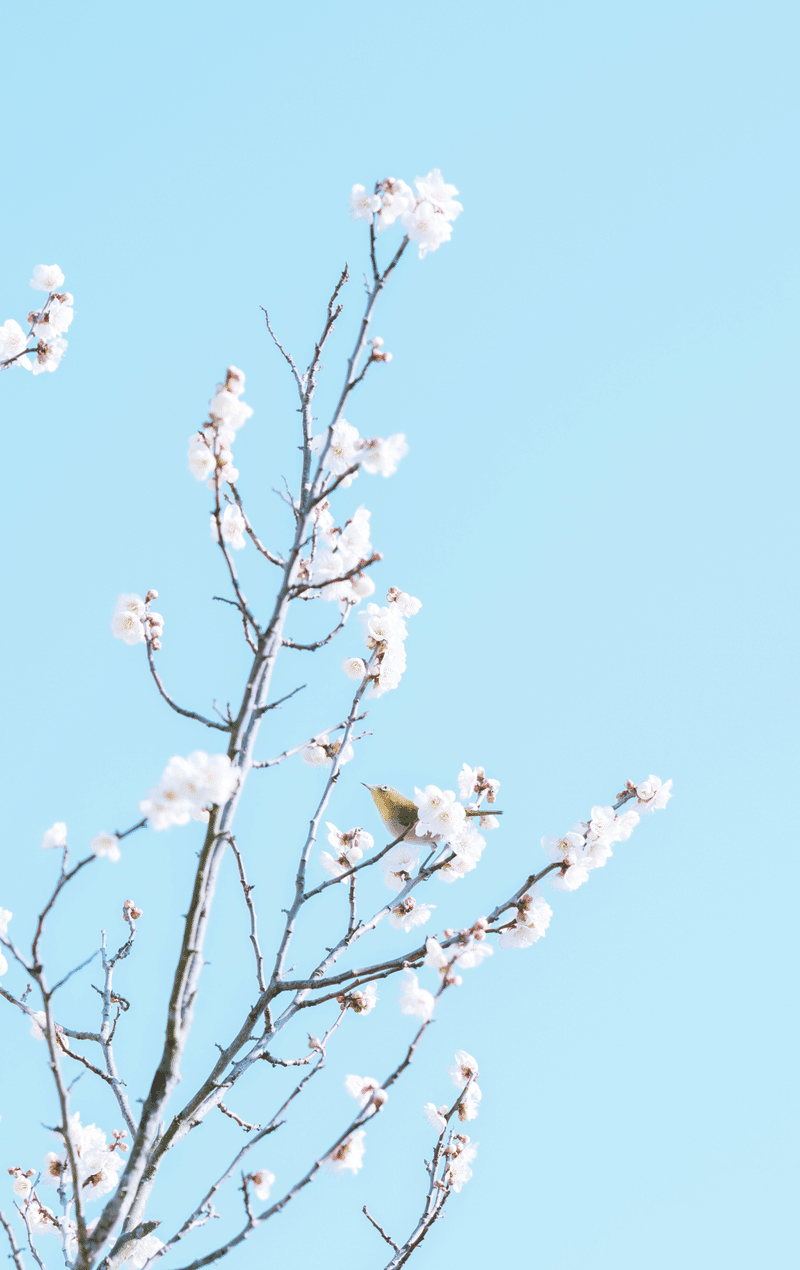 Xf90mm Vs ウメジロー クロギタロウ Note