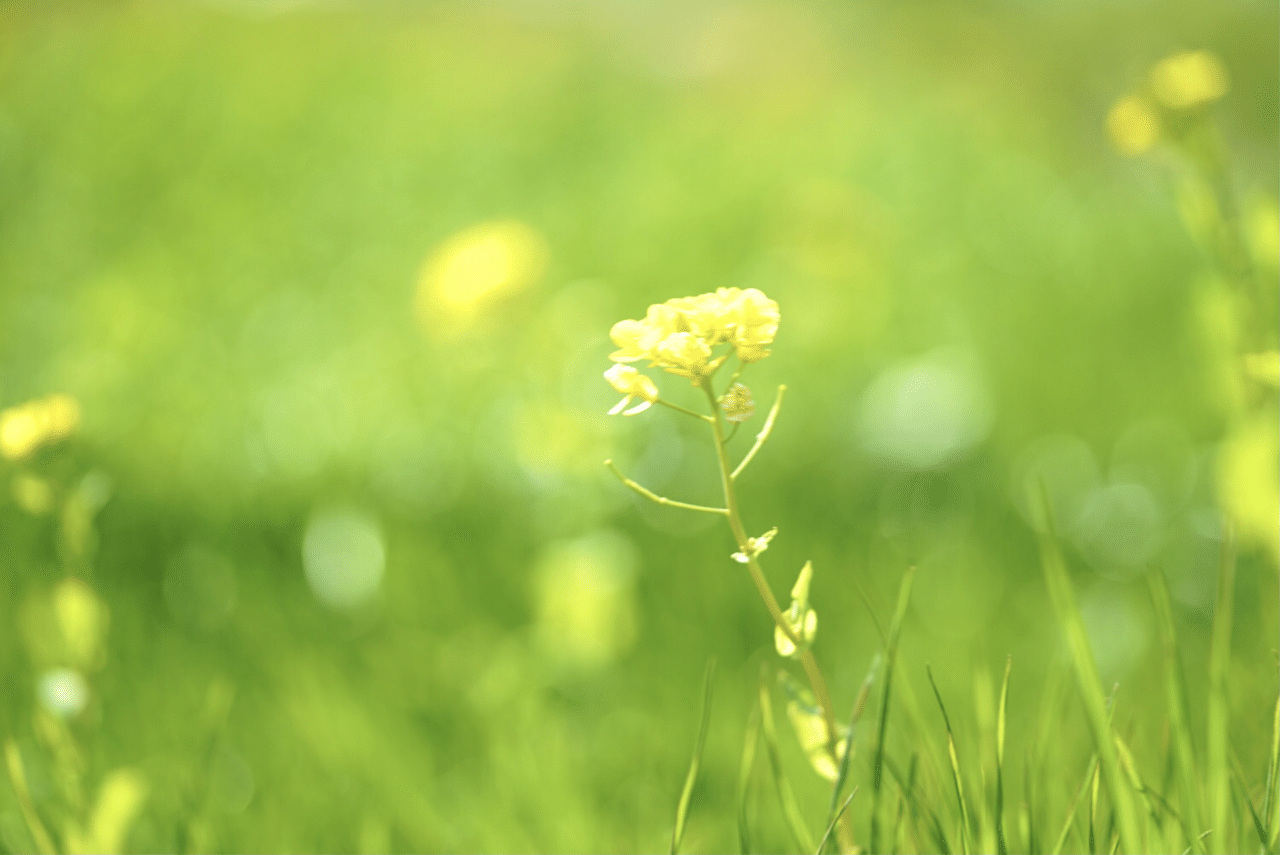 菜の花がファンタジー Sato Note