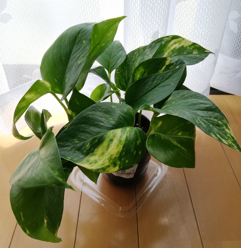 観葉植物 ポトス だいふく かわ やま Note
