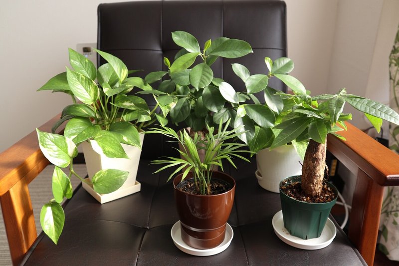 観葉植物 ポトス だいふく かわ やま Note 観葉植物 ポトス だいふく かわ やま Note