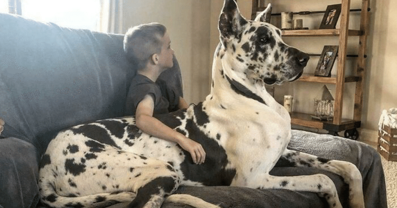 自分の大きさを理解していない犬たち 2 ノリノリ Note