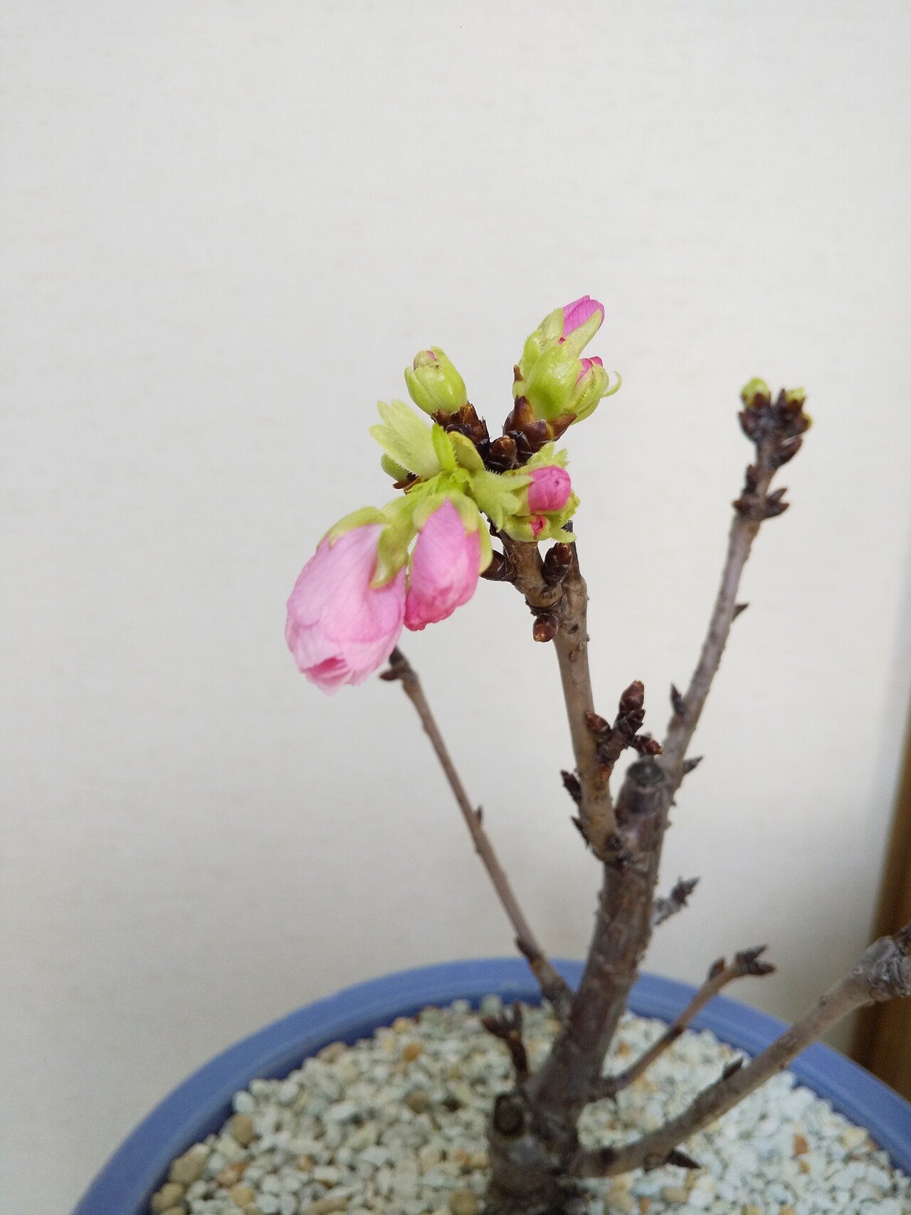 旭山桜 二度目のチャレンジ 成長過程の写真つき 大谷レキオ Note 旭山桜 二度目のチャレンジ 成長過程の写真つき 大谷レキオ Note