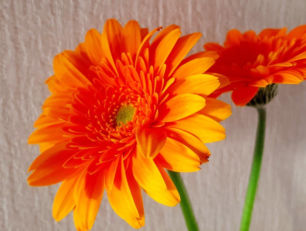 可愛いガーベラに出会ったので 思わず家に連れ帰る Elly Note