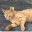 猫の泉 読書会