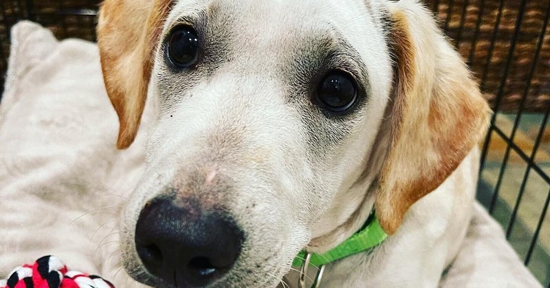 アメリカで保護犬の里親になる 日米起業家助っ人 Note アメリカで保護犬の里親になる 日米起業家助っ人 Note