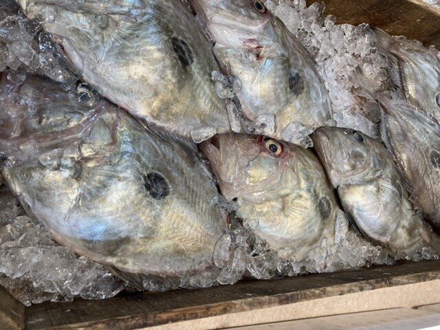 サン ピエールって魚 おさかなマイスター神谷 Note