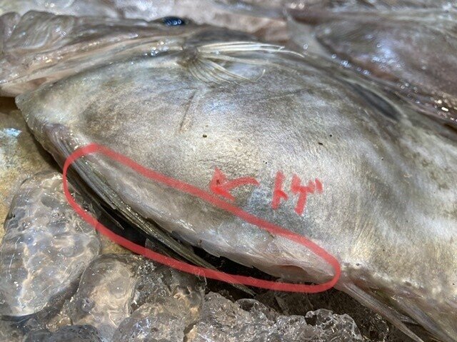 サン ピエールって魚 おさかなマイスター神谷 Note サン ピエールって魚 おさかなマイスター神谷 Note