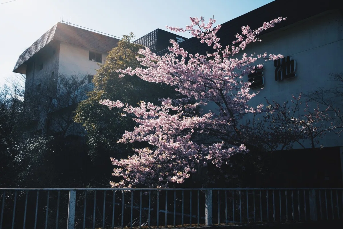 画像7
