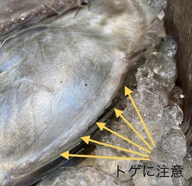 サン ピエールって魚 おさかなマイスター神谷 Note サン ピエールって魚 おさかなマイスター神谷 Note