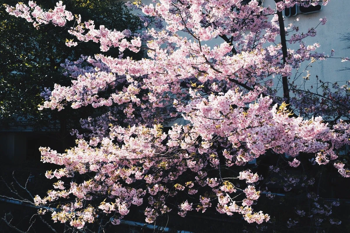 画像8