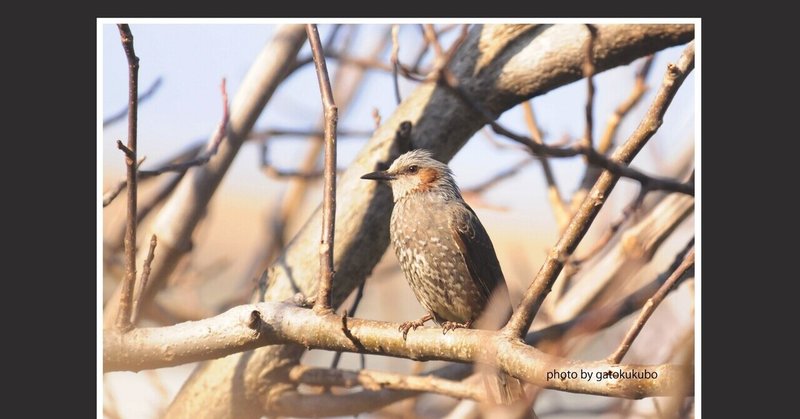 ヒヨドリ 英語でブルブル 地味な鳥だが 羽を広げると とても美しいの Gatokukubo Note ヒヨドリ 英語でブルブル 地味な鳥だが 羽を広げると とても美しいの Gatokukubo Note